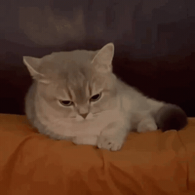 Cat Laying On Couch Looking Angry At Camera GIF
