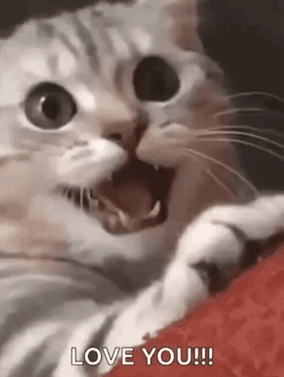 Cat Laying On Couch Saying Love You GIF