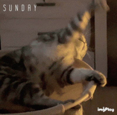 Cat Laying On Couch Saying Sunday GIF