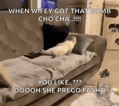 Cat Laying On Couch Saying When Wifey Got That Bomb Chocha GIF