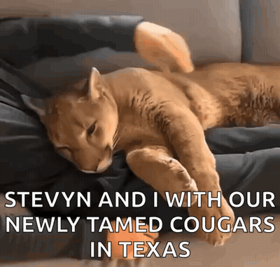 Cat Laying On Couch Stevyn And I With Our Newly Tamed Cougars GIF