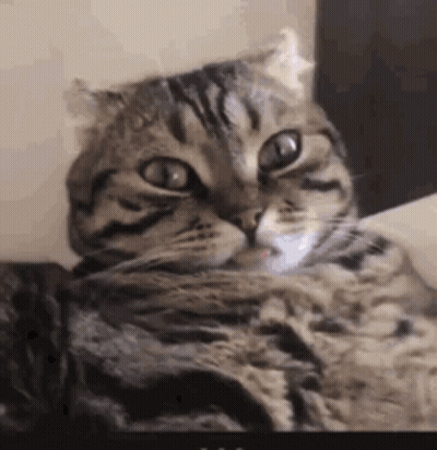Cat Laying On Couch Tongue Out GIF