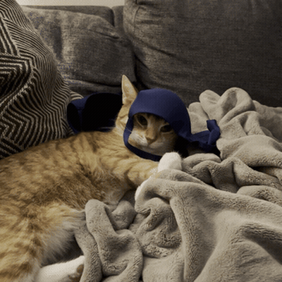 Cat Laying On Couch With Blue Hat GIF