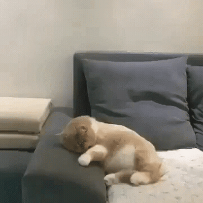 Cat Laying On Couch With Pillows GIF