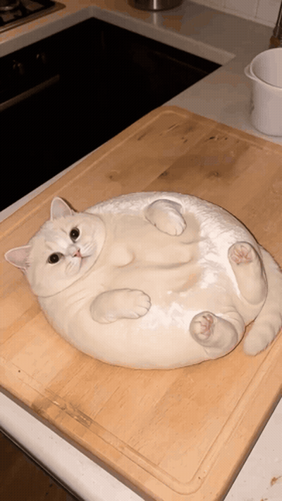 Cat Laying On Cutting Board GIF