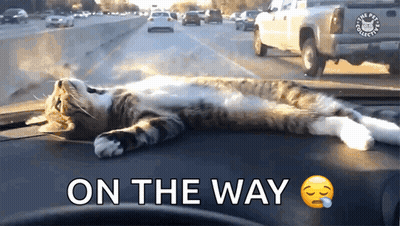 Cat Laying On Dashboard Saying On The Way GIF
