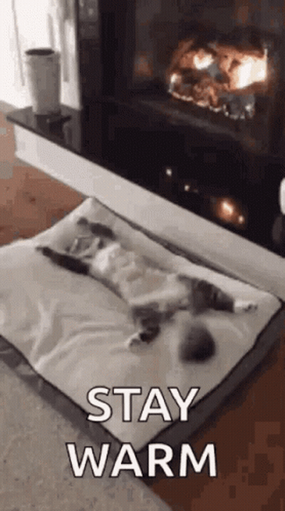 Cat Laying On Dog Bed Next To Fireplace GIF