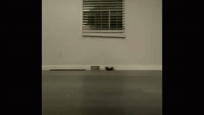 Cat Laying On Floor By Window With Blinds GIF