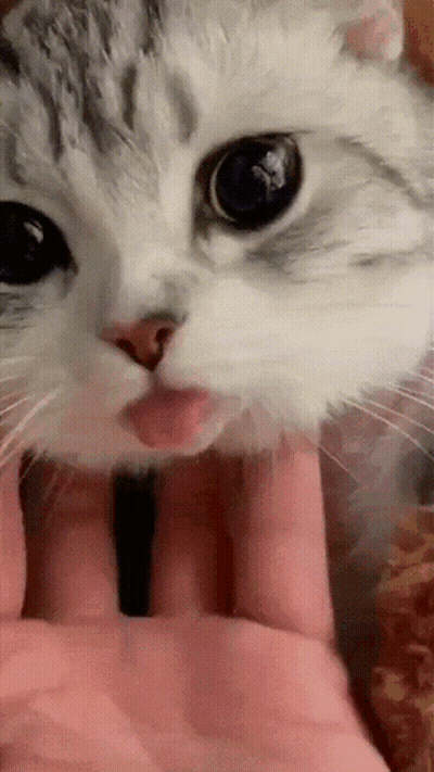Cat Laying On Floor In Front Of Cabinet GIF