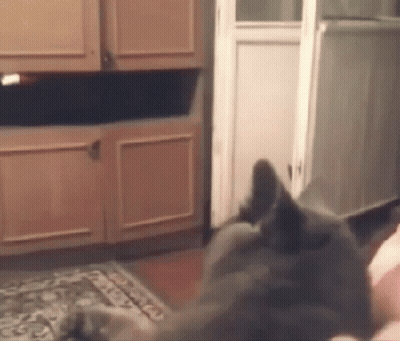 Cat Laying On Floor In Front Of Cabinet GIF