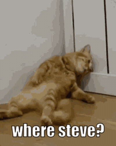 Cat Laying On Floor Saying Where Steve GIF