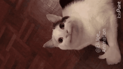 Cat Laying On Floor With Pointing Hand GIF