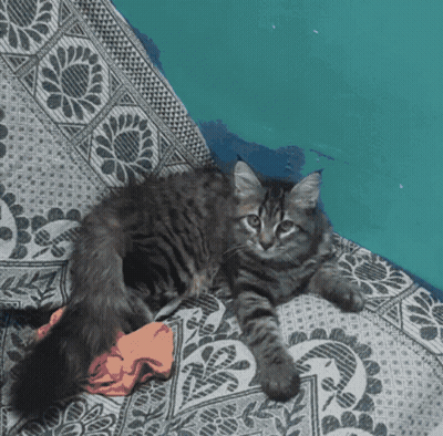 Cat Laying On Floral Couch GIF