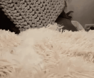 Cat Laying On Fluffy White Rug With Blanket GIF