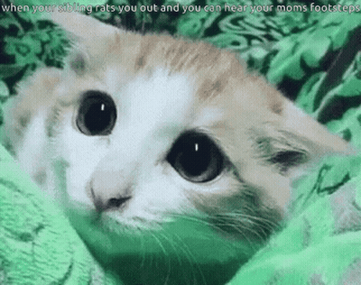Cat Laying On Green Blanket Looking At Camera GIF