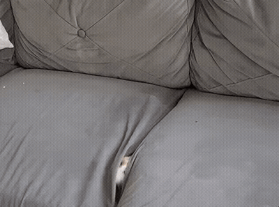 Cat Laying On Grey Couch With Paw On Back GIF