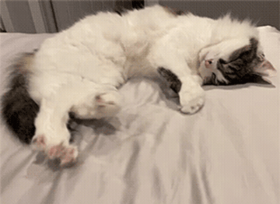 Cat Laying On Its Back On Bed GIF