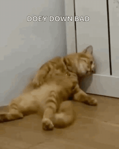 Cat Laying On Its Back On Floor GIF