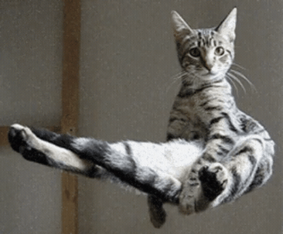 Cat Laying On Its Back On Glass GIF