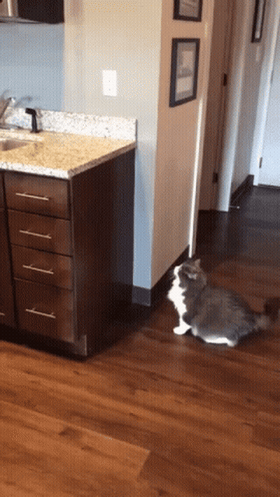 Cat Laying On Kitchen Floor GIF