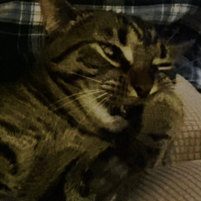 Cat Laying On Lap With Plaid Shirt GIF
