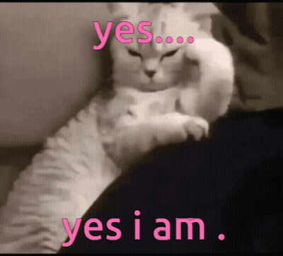 Cat Laying On Lap With Yes I Am GIF