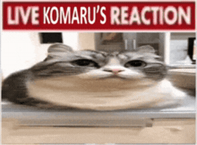 Cat Laying On Laptop Live Komaru's Reaction GIF