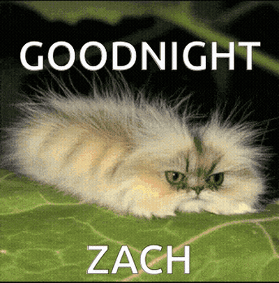 Cat Laying On Leaf Goodnight Zach GIF