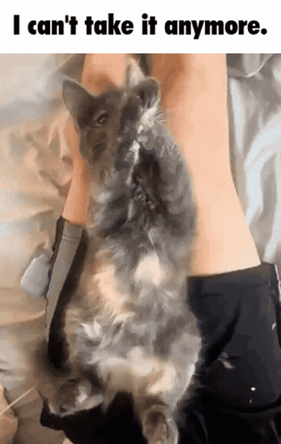 Cat Laying On Leg Saying I Can't Take It Anymore GIF