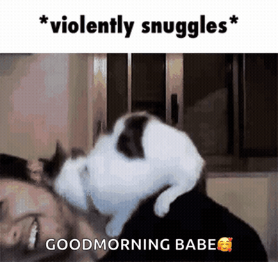 Cat Laying On Man's Head Violently Snuggles GIF