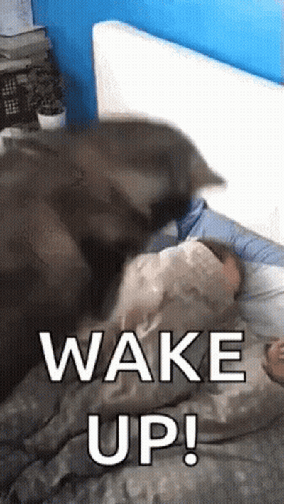 Cat Laying On Person In Bed Saying Wake Up GIF