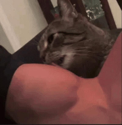 Cat Laying On Person's Arm Licking Them GIF