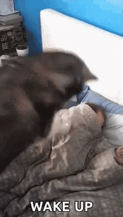 Cat Laying On Person Saying Wake Up GIF