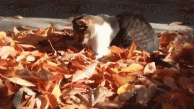 Cat Laying On Pile Of Leaves GIF