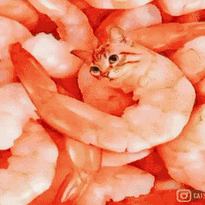 Cat Laying On Pile Of Shrimp With Cat Logo GIF