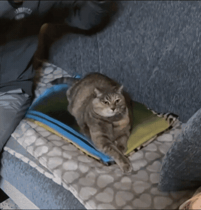 Cat Laying On Pillow Wearing San Francisco Shirt GIF