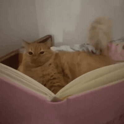 Cat Laying On Pink Couch Looking Out Window GIF