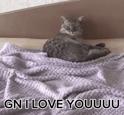 Cat Laying On Purple Bed Saying I Love Youuu GIF