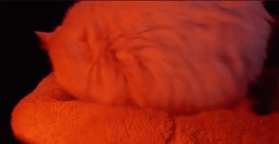 Cat Laying On Red Blanket GIF