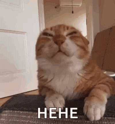 Cat Laying On Rug With Closed Eyes Nene GIF