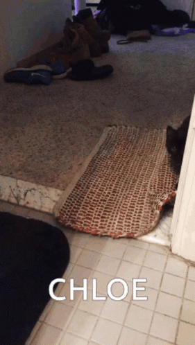 Cat Laying On Rug With Name Chloe GIF