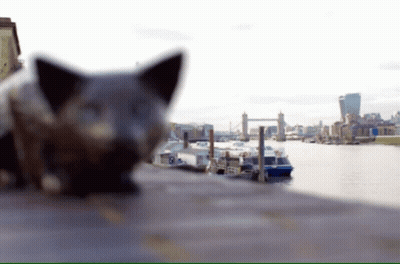 Cat Laying On Sidewalk With City GIF