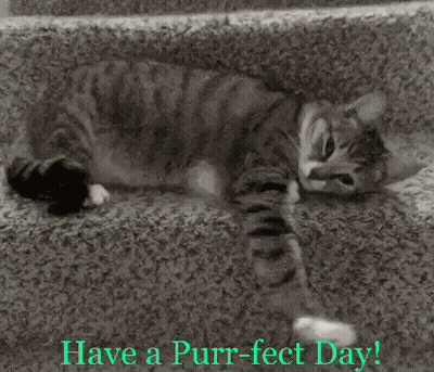 Cat Laying On Staircase Have A Purr-Fect Day GIF