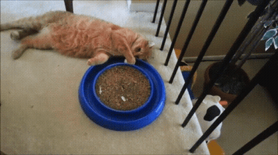 Cat Laying On Staircase Next To Blue Bowl Of Food GIF