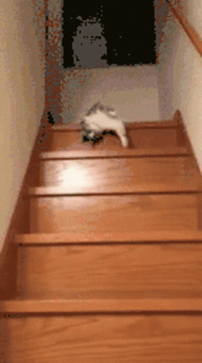 Cat Laying On Stairs GIF