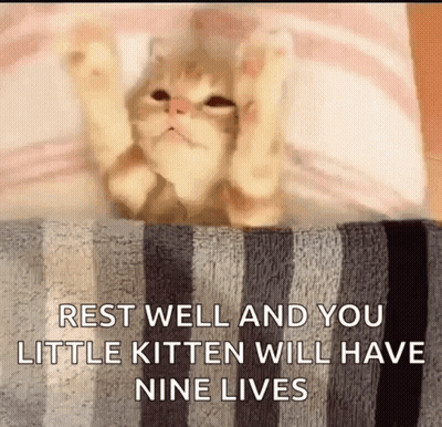 Cat Laying On Striped Blanket Paws In Air GIF