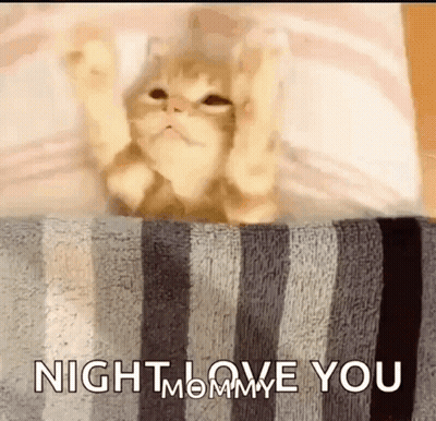 Cat Laying On Striped Blanket Saying Night Love You GIF
