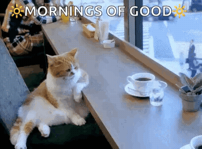 Cat Laying On Table With Coffee And Glass Of Water GIF