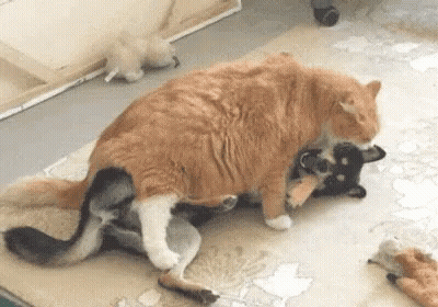 Cat Laying On Top Of Dog On Rug GIF