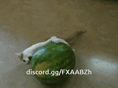 Cat Laying on Watermelon Discord.gg/Fxaabzh